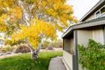 Yellow-aspen-east-of-house-looking-south-Large